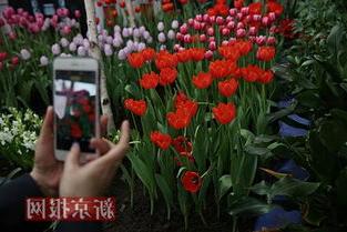 中山公园举办 国泰 郁金香命名四周年展 展出30余种花卉
