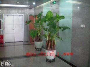 [(1 figure) Tianjin Green plant flower rental selected Tianjin Century Huitong Horticulture] -Tianjin Listing network